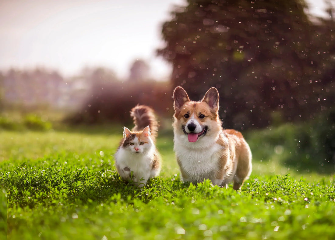 How to Take Care of a Puppy: A Beginner’s Guide